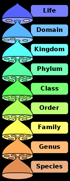 An Introduction to Taxonomy - The Kingdoms and Domains of Life - HubPages