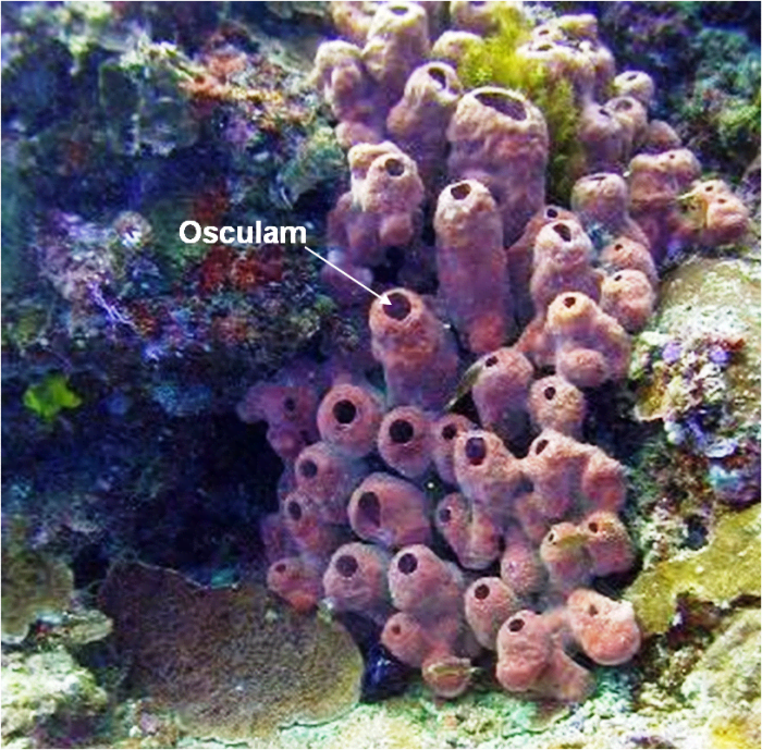 Phylum Porifera General Characters and more HubPages