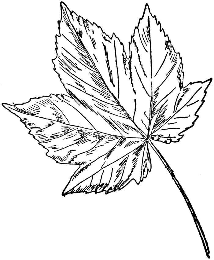leaf-pattern-clip-art-free-download-on-clipartmag