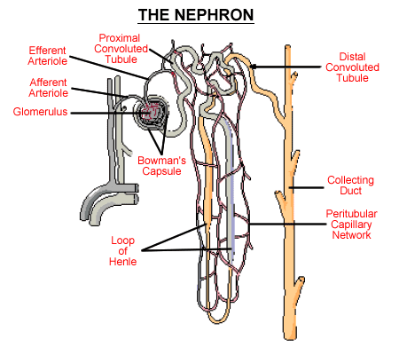 The filtration apparatus of the individual nephron. This is an amazingly intricate network of blood vessels and ducts, performing complex operations of selective excretion and reabsorption.