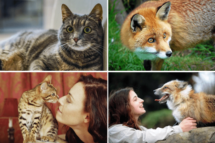 Pet Cat and Fox Evading the Eye Contact