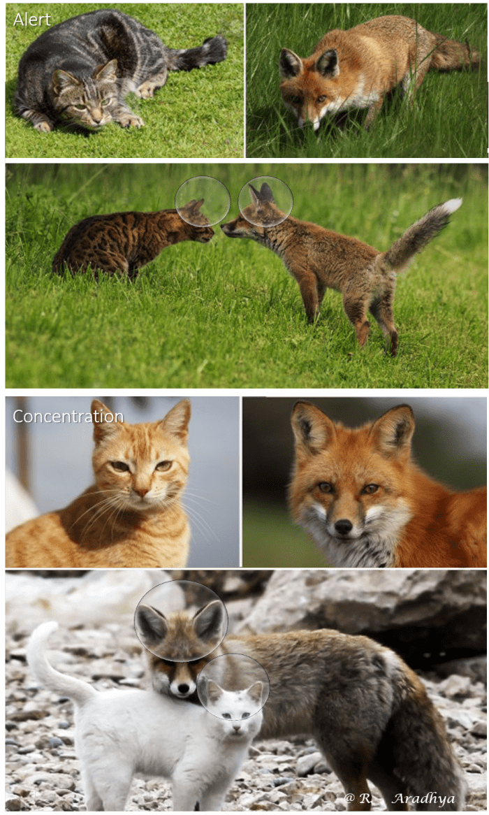 The Cat and Fox ear - Movements