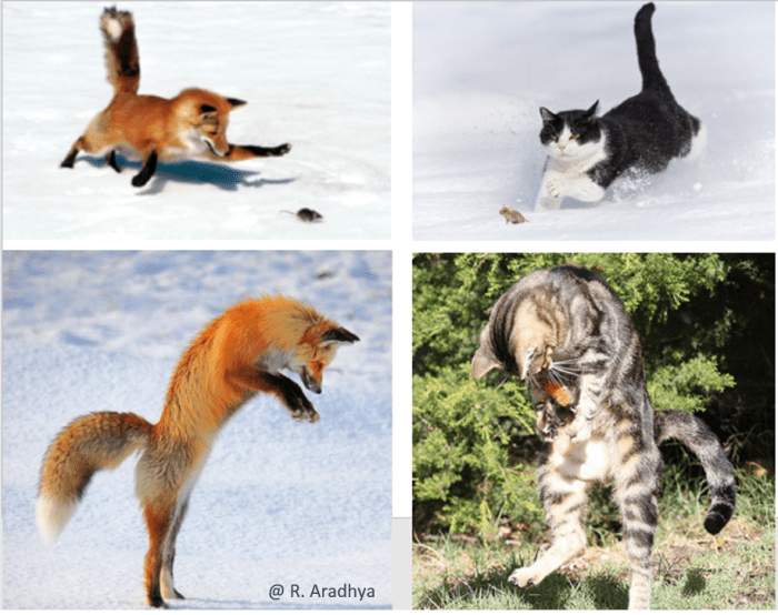 11 Cat Like Behavior of Fox HubPages