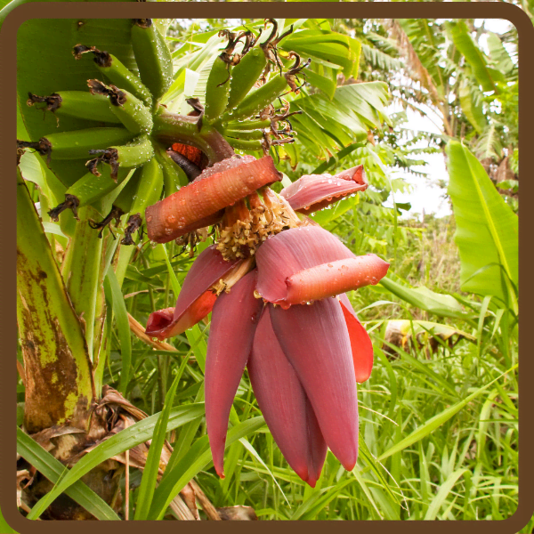 The Versatile Banana and Banana Hearts (with Recipes) HubPages