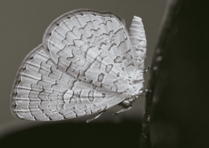 Adult apefly butterfly
