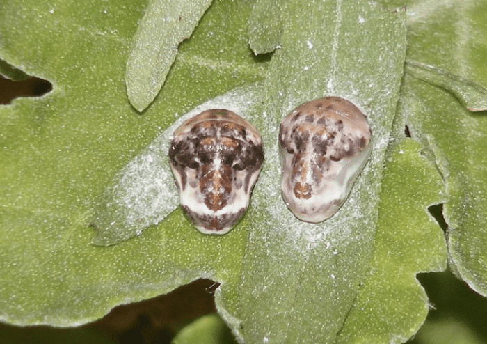 Pupae of the apefly, showing resemblance to the face of a monkey or ape