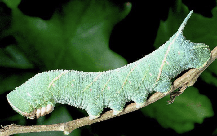 Caterpillar of the marumba hawkmoth