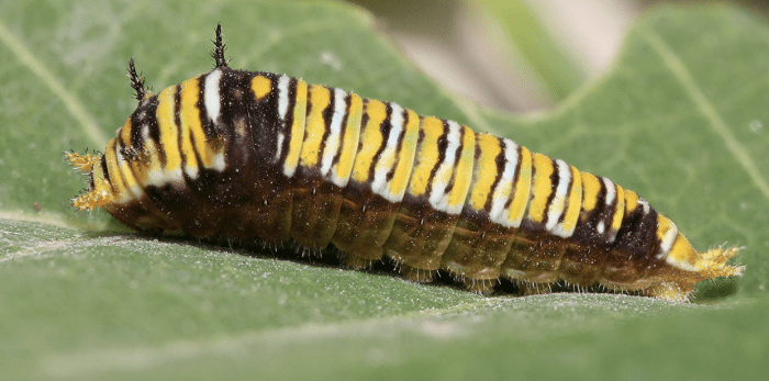 A caterpillar typical of swallowtails in the genus Graphium