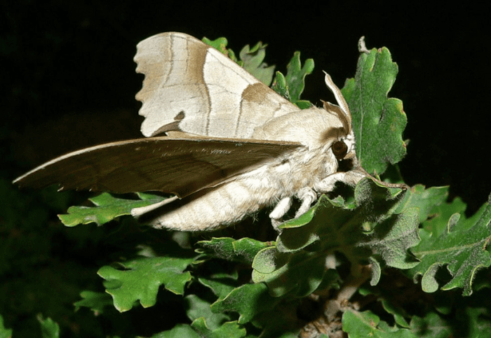 Adult marumba hawkmoth