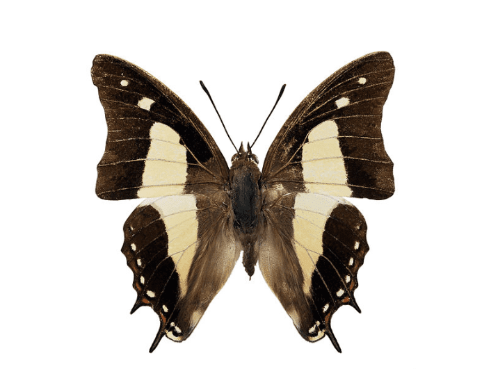 Common nawab butterfly