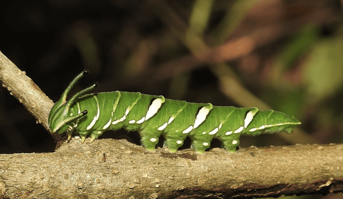 Caterpillar of the common nawab, Polyura athamas