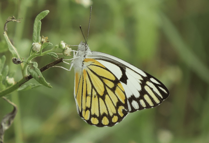 The pioneer white butterfly