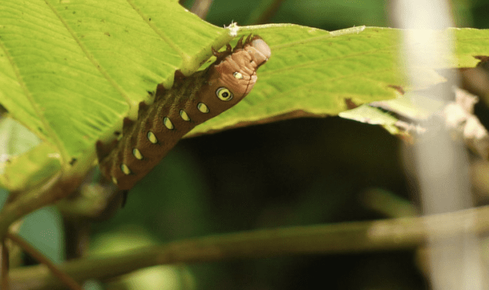 The caterpillar of the leea hawk moth