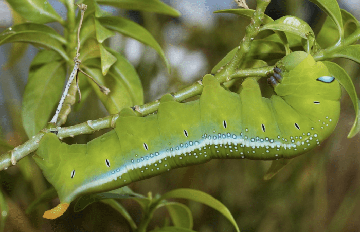 The caterpillar of Daphnis nehrii, the oleander hawk moth