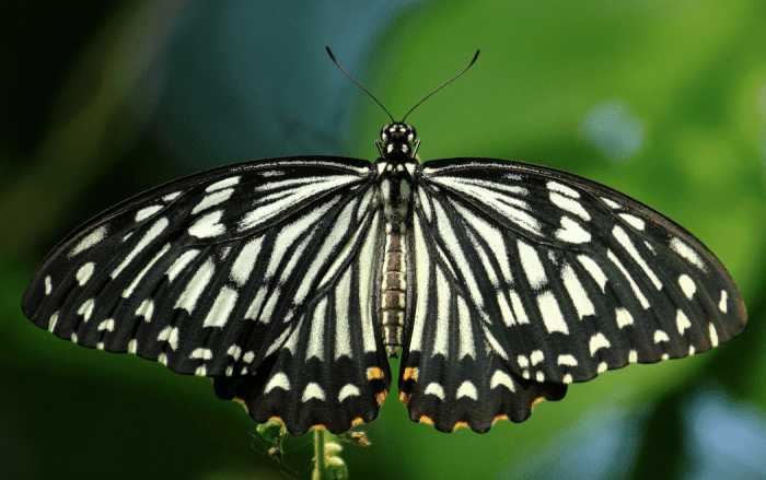Adult common mime butterfly. Notice how it "mimes" the paper kite butterfly.