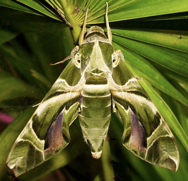 caterpillars-of-india