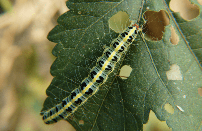 The caterpillar of Xanthodes transversa