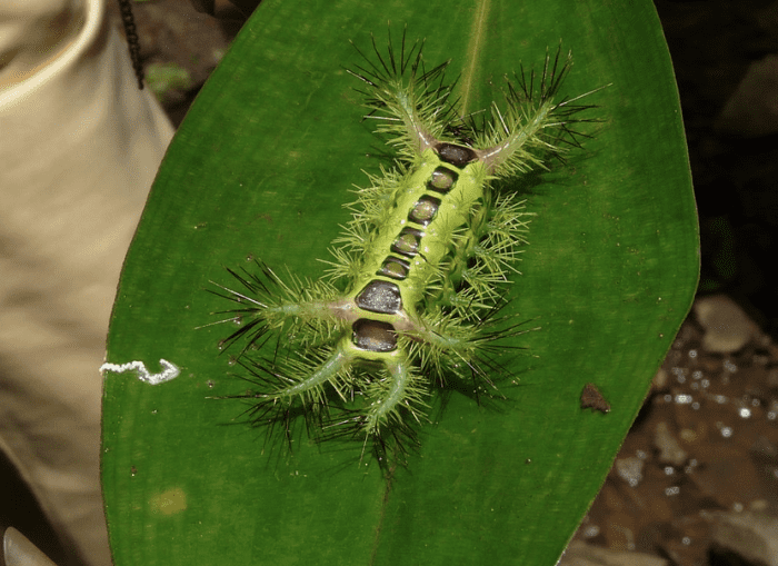 A slug moth caterpilar