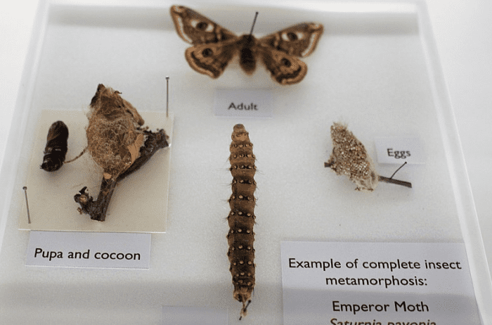 The four stages of complete metamorphosis in the emperor moth