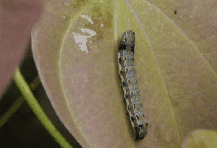 The caterpillar of Spodoptera litura