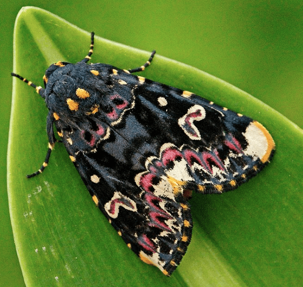 Adult Polytela gloriosae