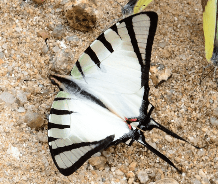 Graphium agetes adult butterfly