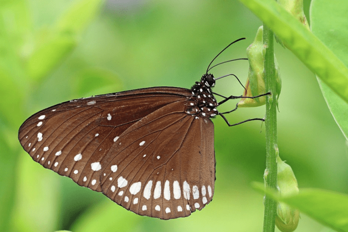 caterpillars-of-india