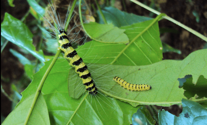 The caterpillar of the Eligma narcissus moth