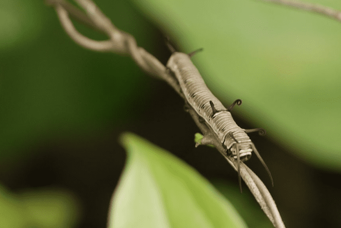 The caterpillar of the common crow butterfly, Euploea core