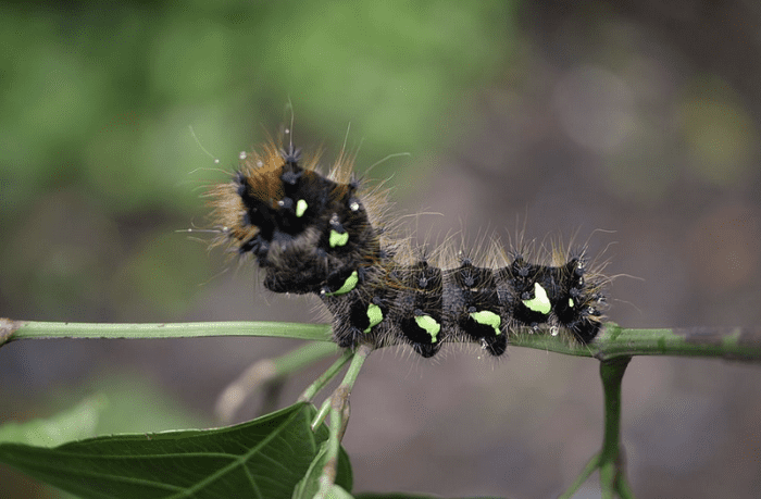 The caterpillar of the golden emperor moth