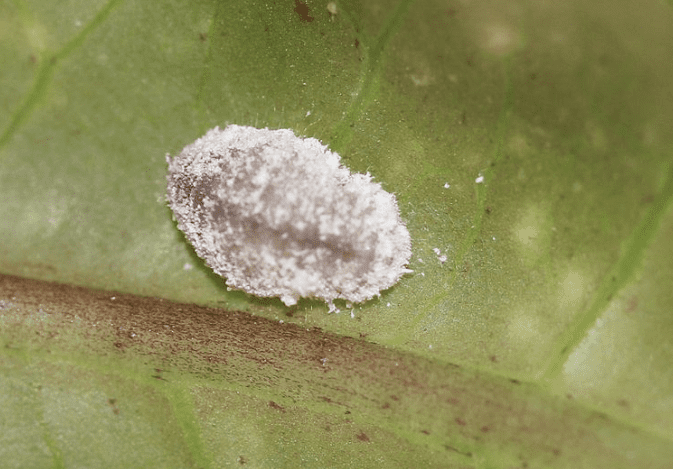 The caterpillar of the apefly