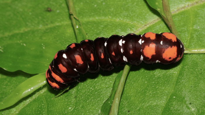 Caterpillar of Polytela gloriosae, the Indian Lily Moth