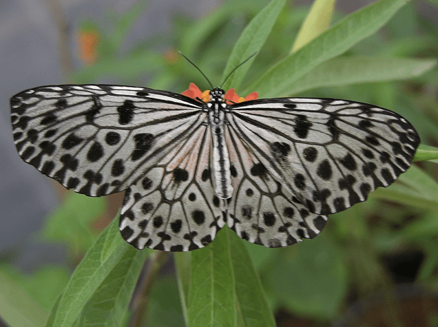 caterpillars-of-india
