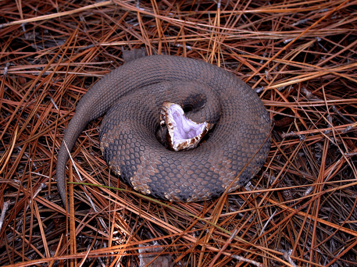 Cottonmouth Moccasin Snake - HubPages