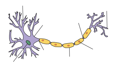 Myelin (colored yellow here) is the coating on the axons of the typical neuron. Myelin is the so-called "white brain matter".