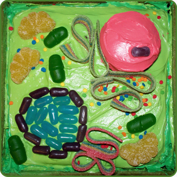 3D Plant Cell Cakes - HubPages