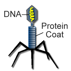 Viruses have a very simple structure for a very simple purpose. They release their DNA or RNA into another cell and use it to make more.