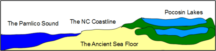 Pocosins form over time as plant debris builds up and forms a depression where a pond or lake can form. The feature is common in eastern North Carolina along the inner banks and the southern edge of the Great Dismal Swamp.