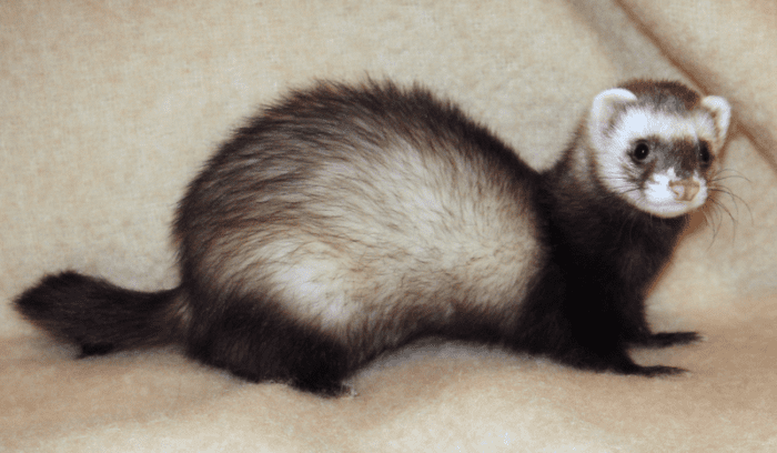 This animal is a polecat-ferret hybrid. It is has paler fur on its face and possesses a pink nose. However, some hybrids can be difficult to distinguish from the real thing.
