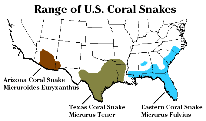 Three species of coral snake are found in the United States.