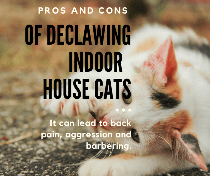 Pros and Cons of Declawing Your Indoor House Cat HubPages