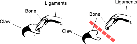 Diagram of how a cat is declawed.