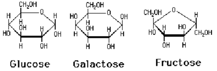 Carbohydrates: Mono Saccharides, Di Saccharides, Poly Saccharides, Muco ...