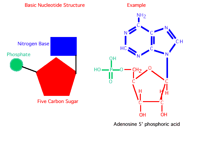 The monomers of all nucleic acids. Each Nucleotide is formed by bonding together a phosphate group, a sugar molecule (ribose or deoxyribose) and a nitrogenous base