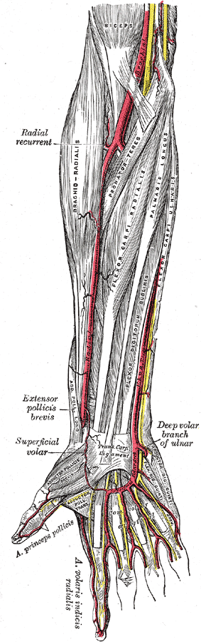 The radial artery along the inside of the forearm.