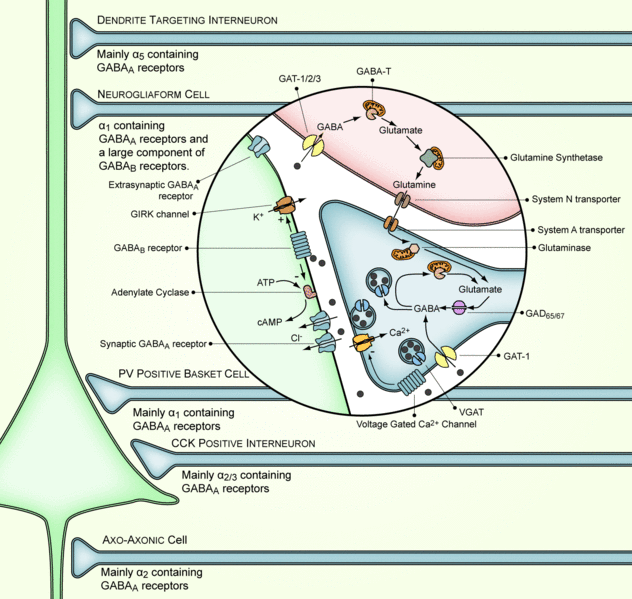 How GABA receptors and how it transmits.