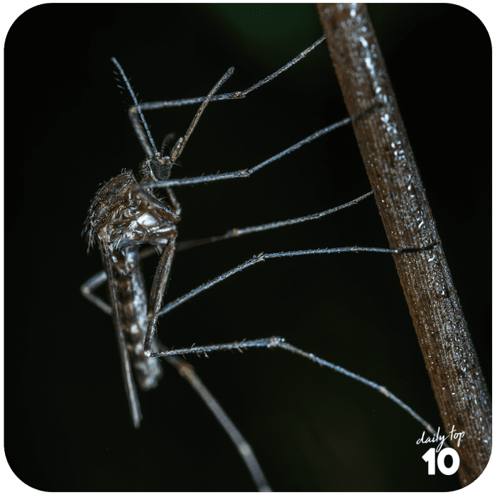 Mosquitoes spread malaria, dengue, and other dangerous diseases and one factor that caused their worldwide population to balloon is global warming.