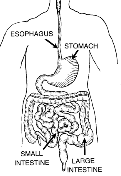 Learn About the Digestive System for Kids - HubPages