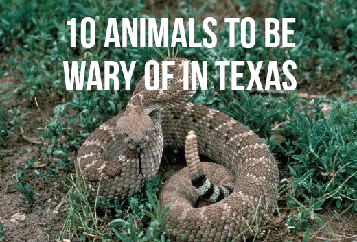 Top 10 Most Dangerous Animals in Texas - HubPages