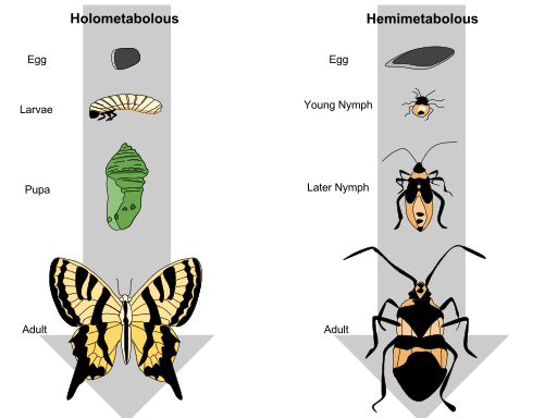 Metamorphosis: Egg to Butterfly; Egg to Beetle